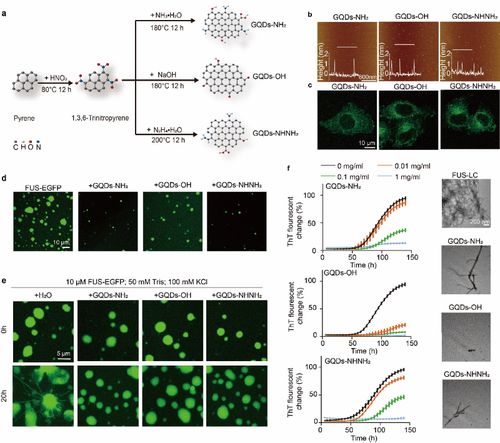 上海交大代彬團(tuán)隊(duì)在石墨烯量子點(diǎn)調(diào)控蛋白異常相分離研究中取得重要突破